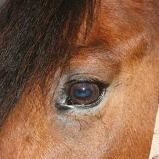 New Forest mankehøjs kaval savnet:'(