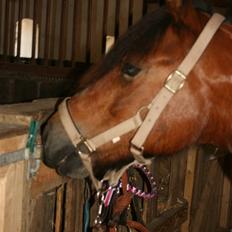 New Forest mankehøjs kaval savnet:'(