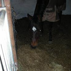 Norsk Sportspony Jessie Z   R.I.P. <3