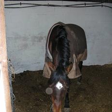 Norsk Sportspony Jessie Z   R.I.P. <3