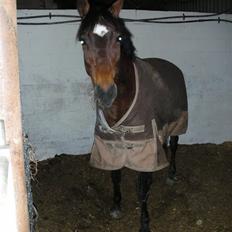 Norsk Sportspony Jessie Z   R.I.P. <3