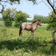 New Forest Füni Demantur *SOLGT* 