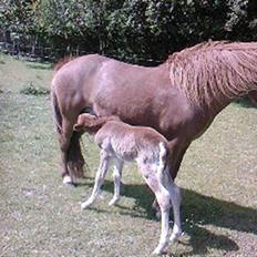 Islænder Askja fra Spillehuset R.I.P