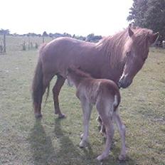 Islænder Askja fra Spillehuset R.I.P
