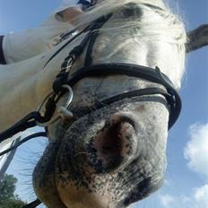 Knabstrupper Zenya Chanel SOLGT