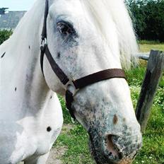 Knabstrupper Zenya Chanel SOLGT