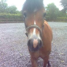 Tysk Sportspony Sally