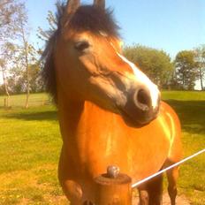 Tysk Sportspony Sally