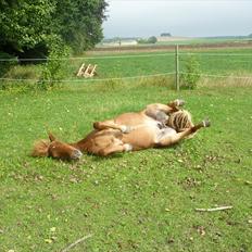 Islænder Lilja fra Worregård solgt 