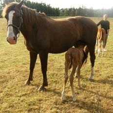 Dansk Varmblod Lambruska Balia