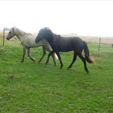 Islænder Leikur fra Worregård solgt 