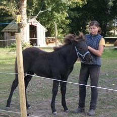 Islænder Leikur fra Worregård solgt 