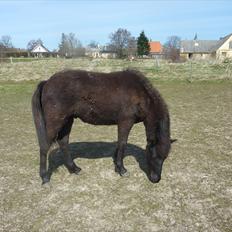 Islænder Leikur fra Worregård solgt 