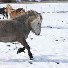 Islænder Kringla f Haukagili R.I.P 