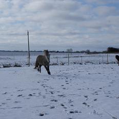 Islænder Kringla f Haukagili R.I.P 