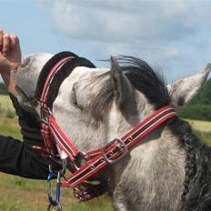 Welsh Pony af Cob-type (sec C) Annabell(Har redet)