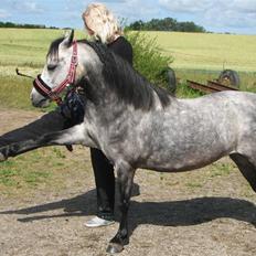 Welsh Pony af Cob-type (sec C) Annabell(Har redet)