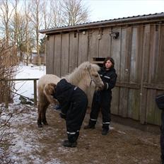 Islænder Tritill fra Worregård