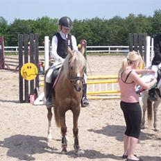 Tysk Sportspony Mühlenhofs Lambada