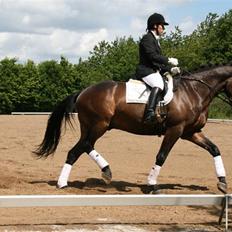 Holstener Coddy aka. Madsen