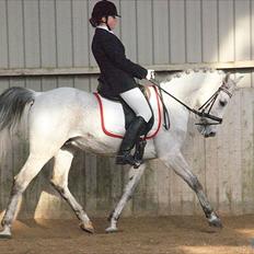 Anden særlig race Kashmir B - pony - solgt