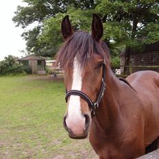 Hannoveraner /nordsvensk -Celine SOLGT