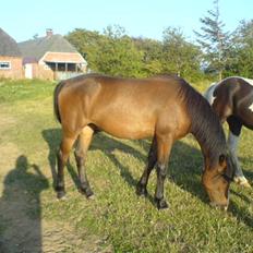 Hannoveraner /nordsvensk -Celine SOLGT