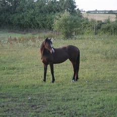 Hannoveraner /nordsvensk -Celine SOLGT