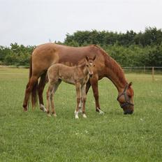 Mustang Dooley (Solgt)