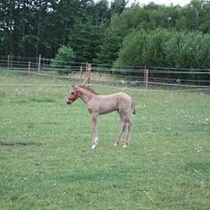 Mustang Dooley (Solgt)