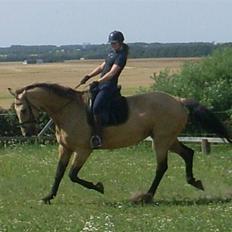 Palomino Enggaardens Anja