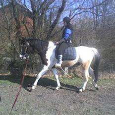 Anden særlig race konano *SOLGT*