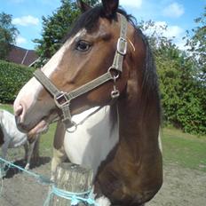 Anden særlig race konano *SOLGT*