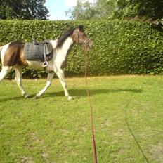 Anden særlig race konano *SOLGT*