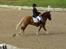 Haflinger starut. - starut til stævne i odsherreds rideklub i en lc2. INGEN AF MINE BILLEDER MÅ BRUGES PÅ ANDRE SIDER ELLER KOPIERES !