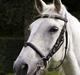Connemara Silver Star