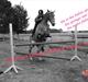 Haflinger /New Forest Kebbe