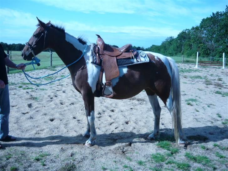 DSP Endahlgårdens Pallas  billede 9