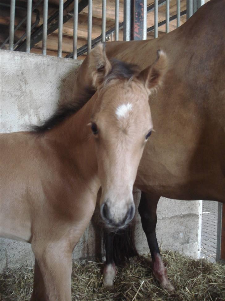 Welsh Partbred (Sec F) Daugaards Magnifique - 1 dag gammel billede 12