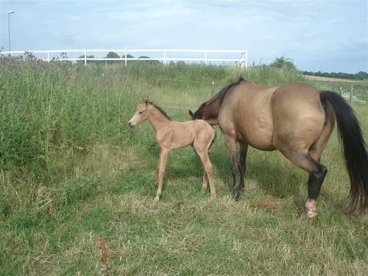 Welsh Partbred (Sec F) Daugaards Magnifique - 2 dag gammel billede 13