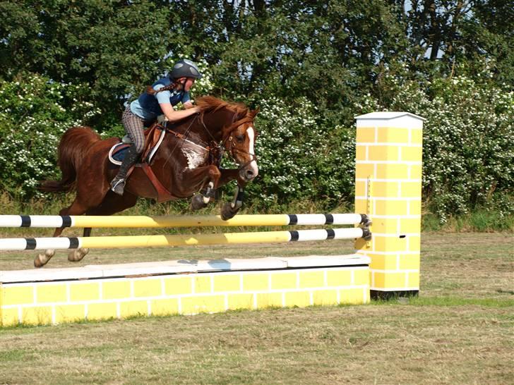 Arabisk fuldblod (OX) El rasco solgt - min nye pony el-rasco billede 1