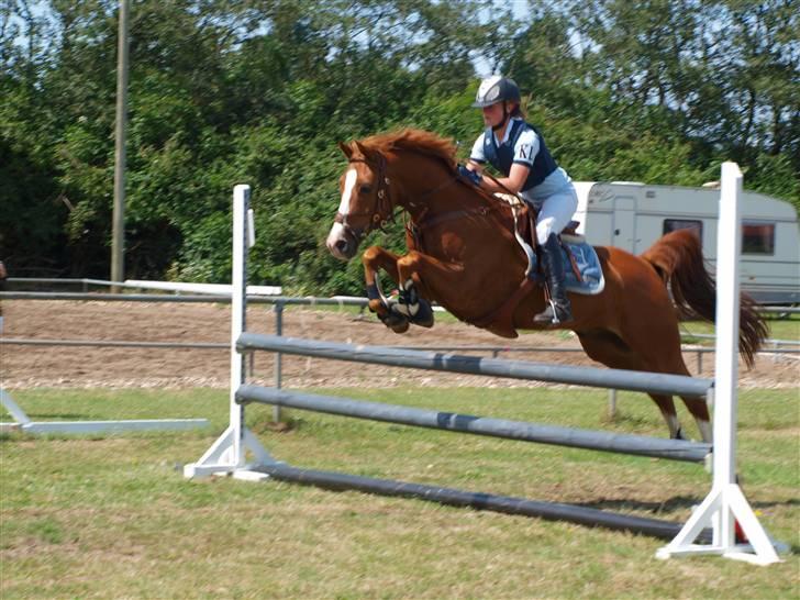 Arabisk fuldblod (OX) El rasco solgt - mit første  lille stævne sprang en LB billede 2