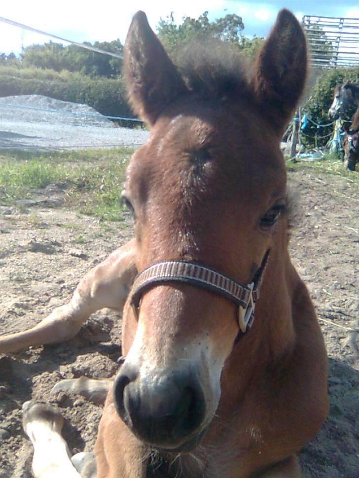 Anden særlig race Beauty billede 18