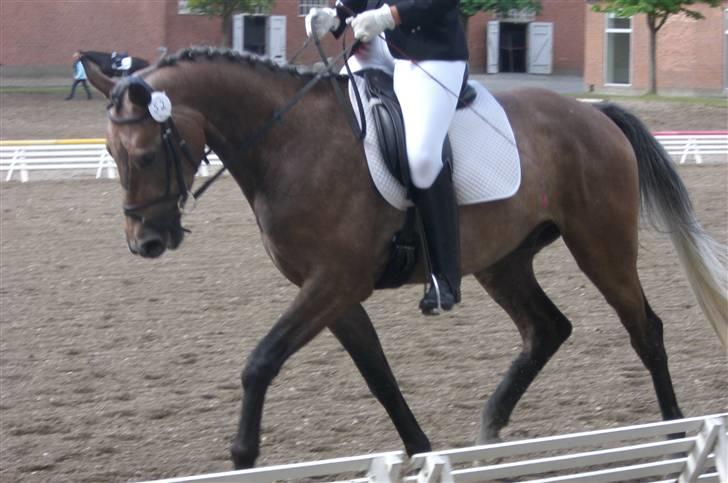 Anden særlig race Milancio S - Milancio til DRF´s unghestechampionat for 4 års juli 2009 billede 14