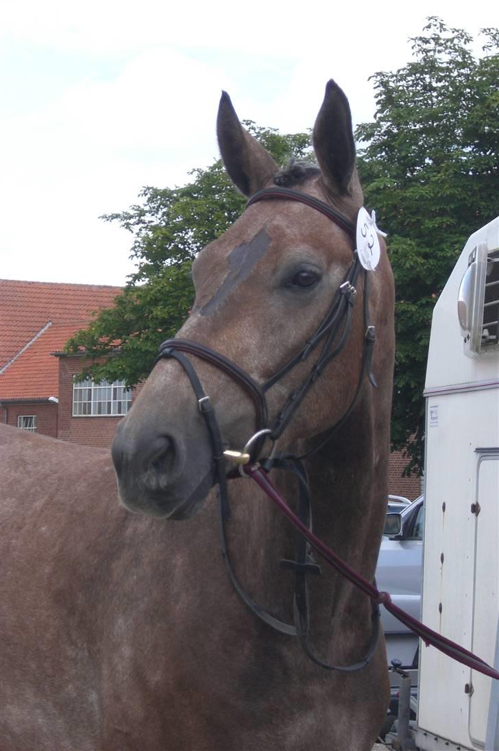 Anden særlig race Milancio S - En nem og tilfreds hest på stævnepladsen. Bemærk venligst han fine nye aftegn :-/ billede 15