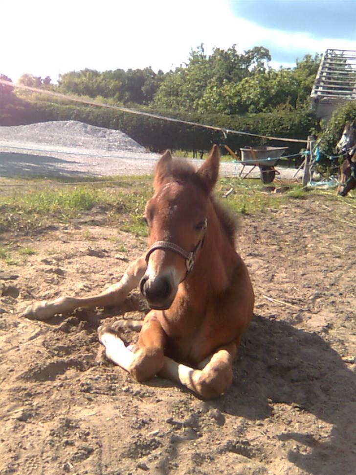 Anden særlig race Beauty billede 19