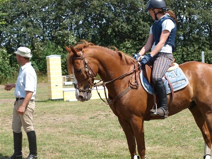 Arabisk fuldblod (OX) El rasco solgt billede 6