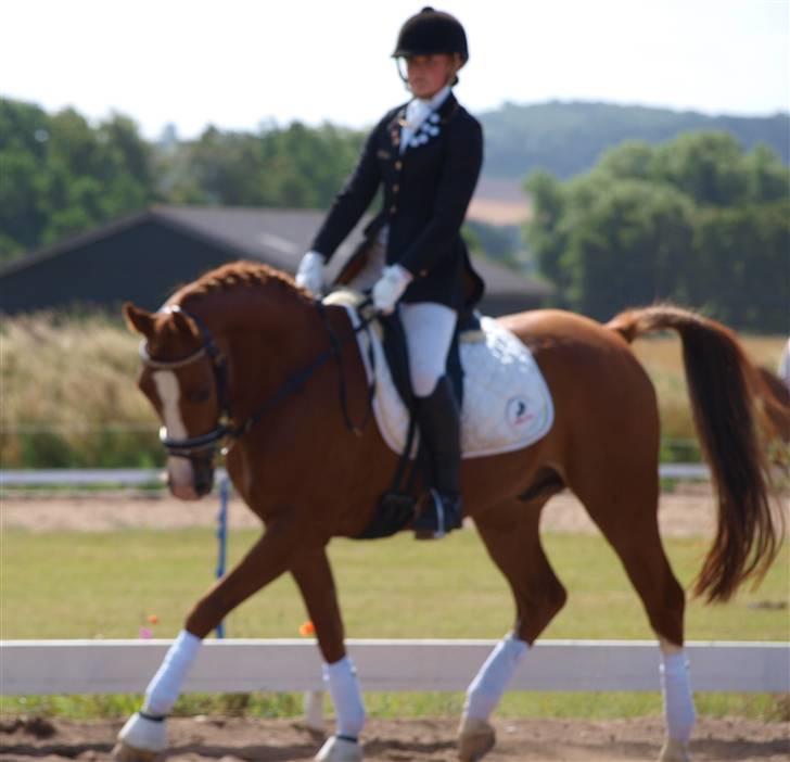 Arabisk fuldblod (OX) El rasco solgt - LB 1 til 65,00  billede 7