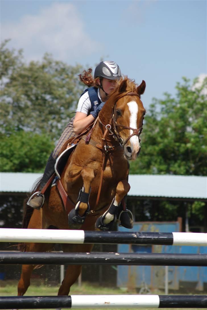 Arabisk fuldblod (OX) El rasco solgt billede 11