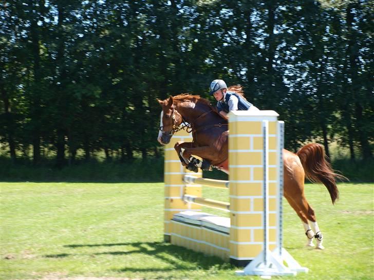 Arabisk fuldblod (OX) El rasco solgt billede 12